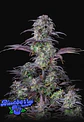 Original Blueberry Auto (X1/X3+2)-Fast Buds - Miniatura 3