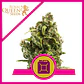 Sour Diesel  Fem (X1/X3)-Royal Queen Seeds - Miniatura 2
