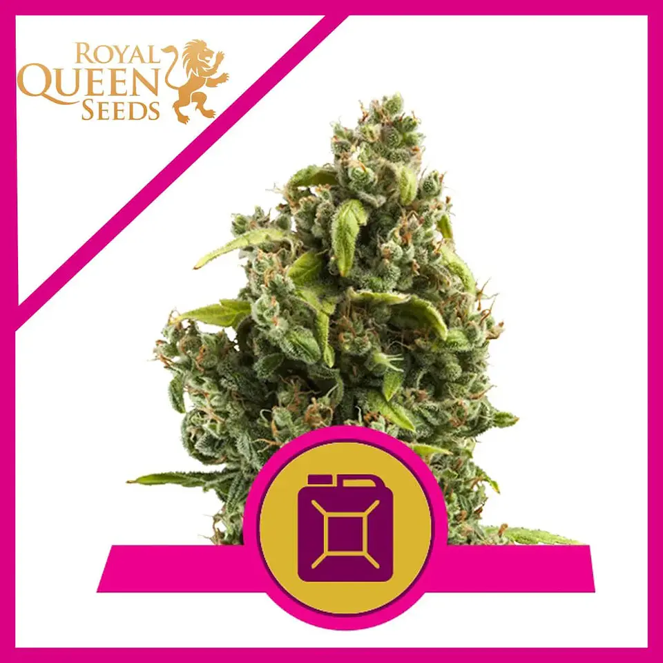 Sour Diesel  Fem (X1/X3)-Royal Queen Seeds 2