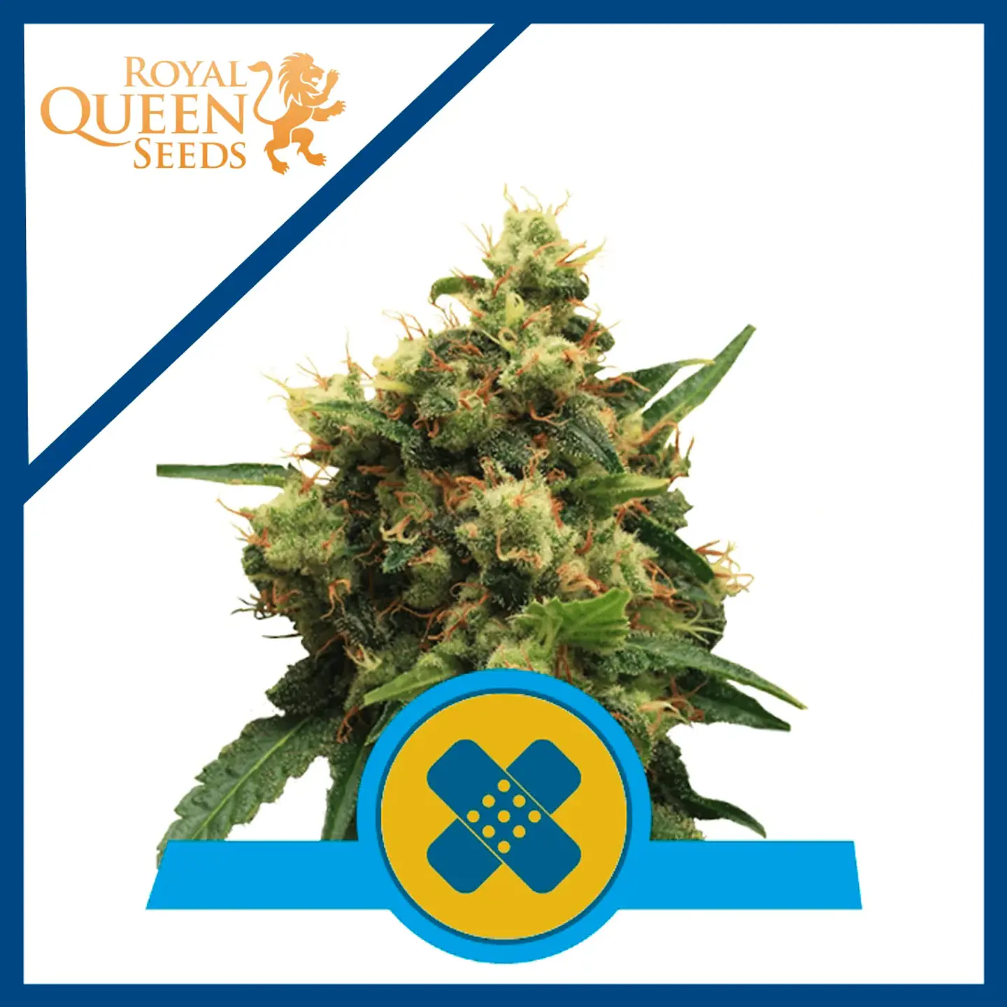 Painkiller Xl Cbd Fem -Royal Queen Seeds (x3/X 3) 2