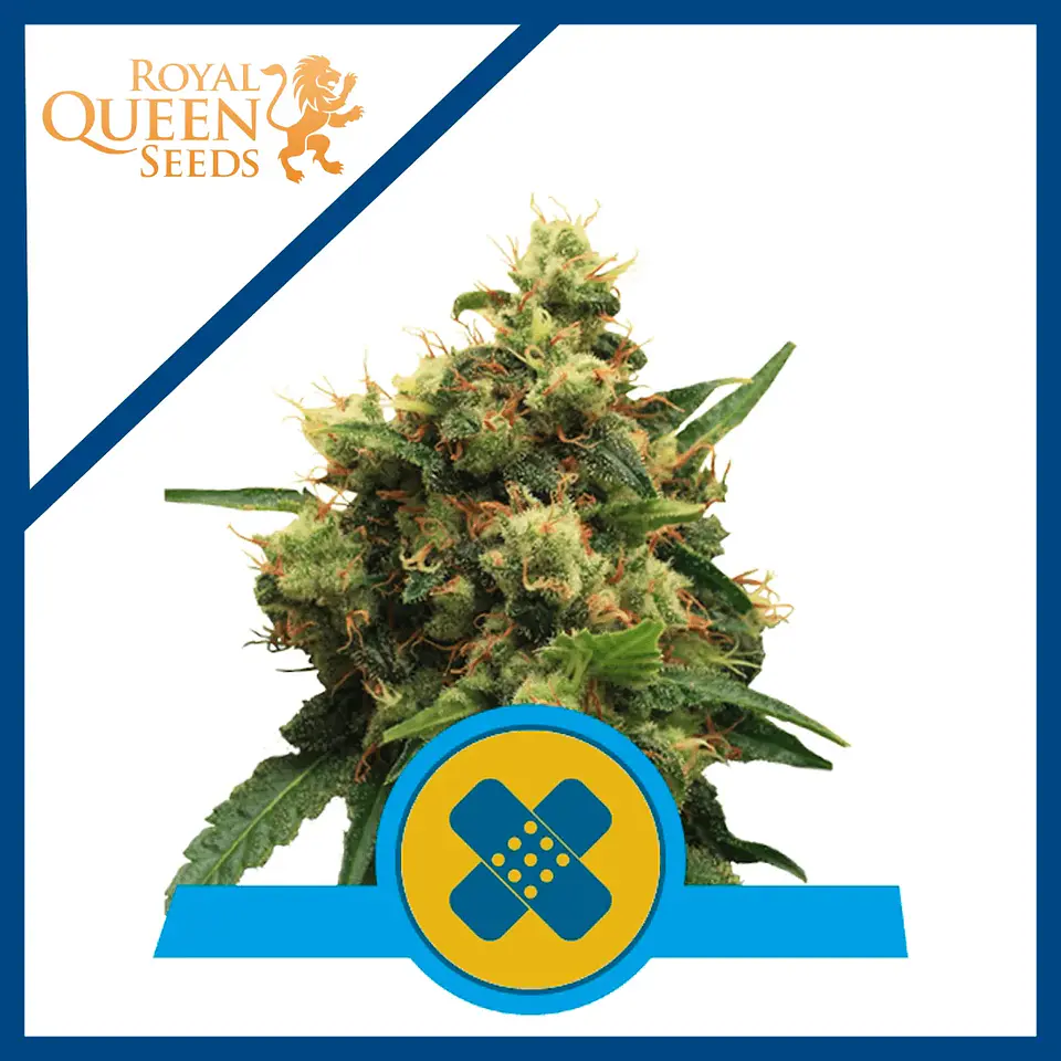 Painkiller Xl Cbd Fem -Royal Queen Seeds (x3/X 3) 2