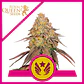 LEGENDARY OG PUNCH USA PREMIUM FEM  (X1 /X3)- ROYAL QUEEN SEEDS - Miniatura 2