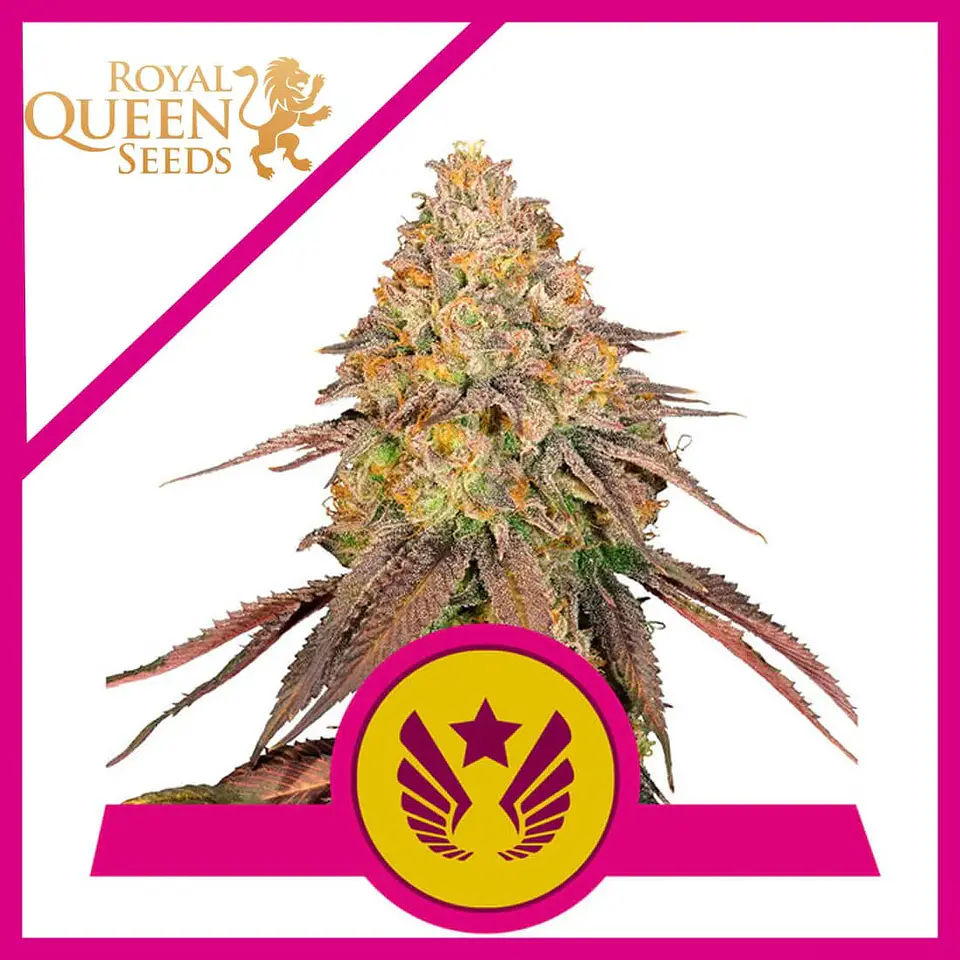 LEGENDARY OG PUNCH USA PREMIUM FEM  (X1 /X3)- ROYAL QUEEN SEEDS 2