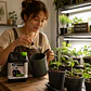 ROOTS (1LT/5LT)- MARIA GREEN - Miniatura 4