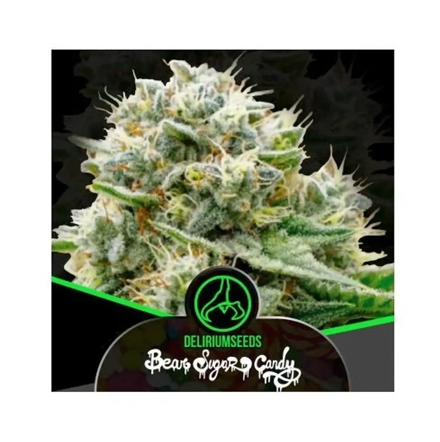 Bear Sugar Candy Fast X100- Delirium Seeds 1