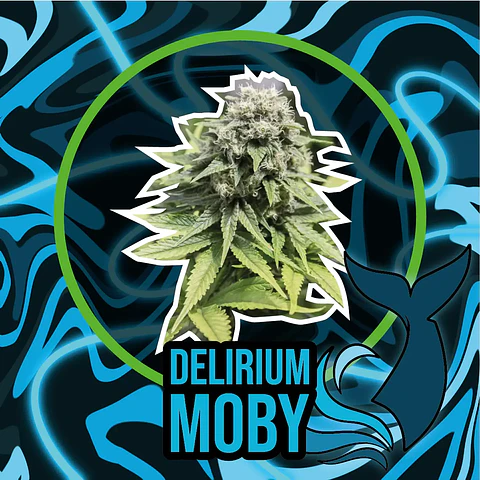 Delirium Moby Fast Version X100- Delirium Seeds