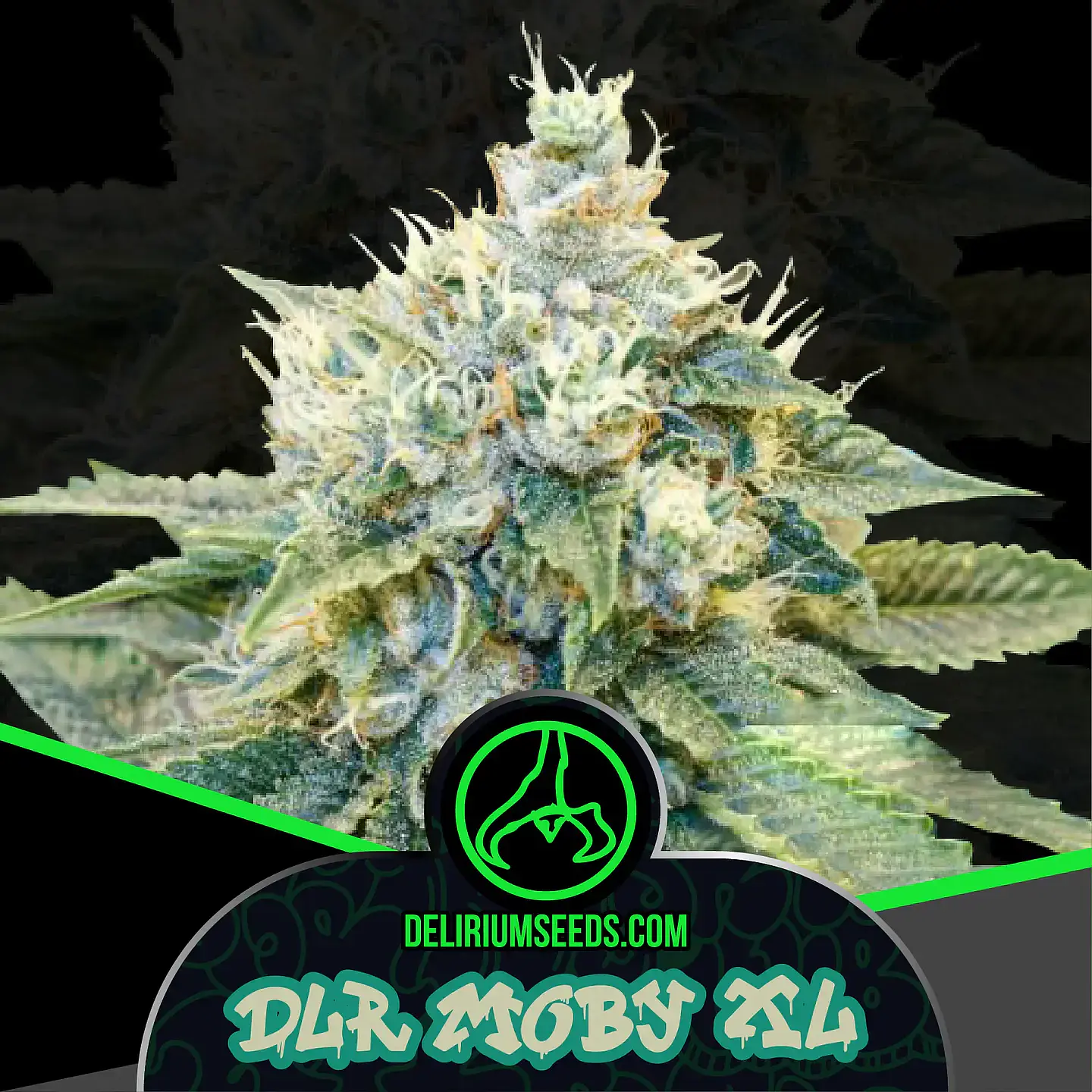 DLR Moby XL Fem X100- Delirium Seeds 1