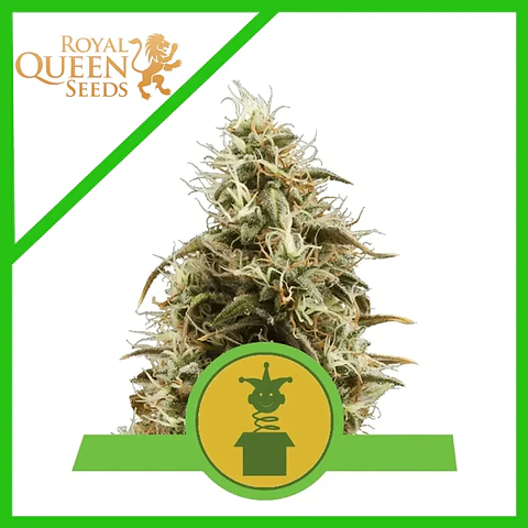 Royal Jack Auto  (X3/X100)- Royal Queen Seeds
