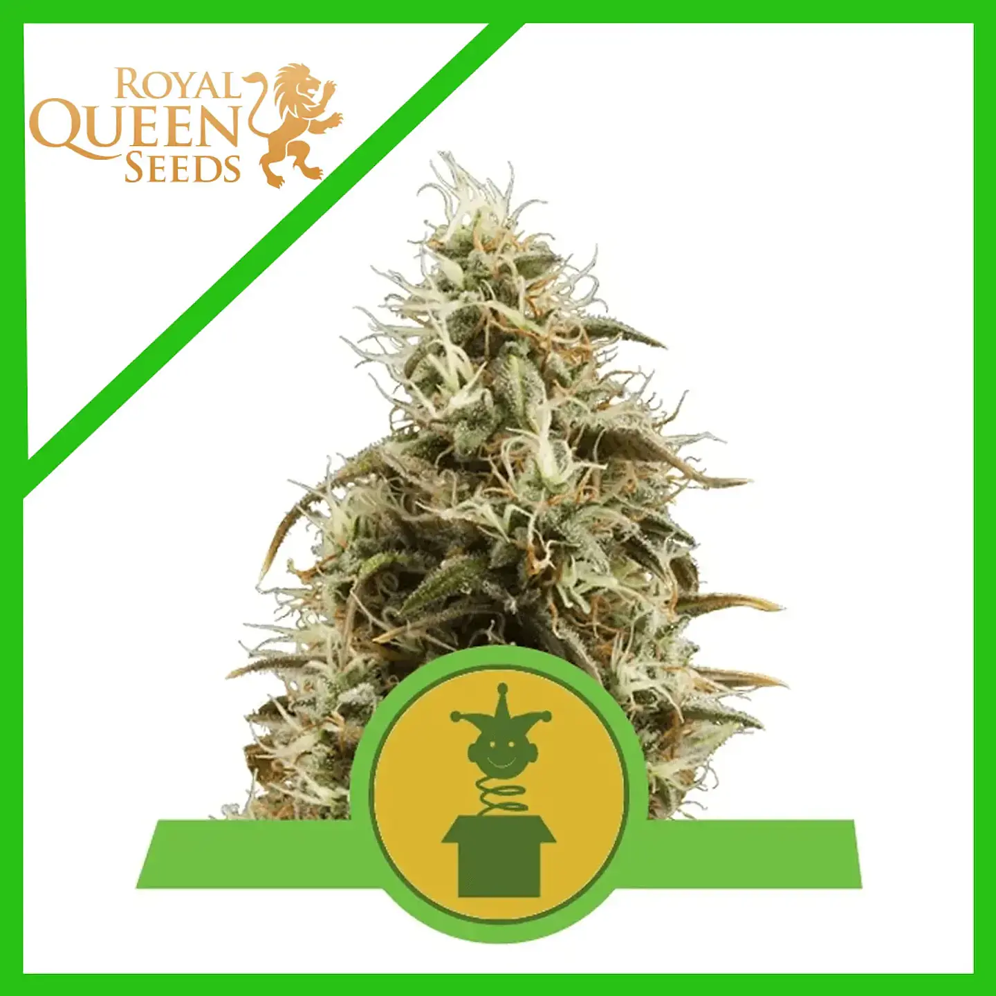 Royal Jack Auto  (X3/X100)- Royal Queen Seeds 2