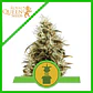 Royal Jack Auto  (X3/X100)- Royal Queen Seeds - Miniatura 2