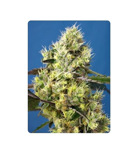 SWEET GELATO AUTO X100-SWEET SEEDS