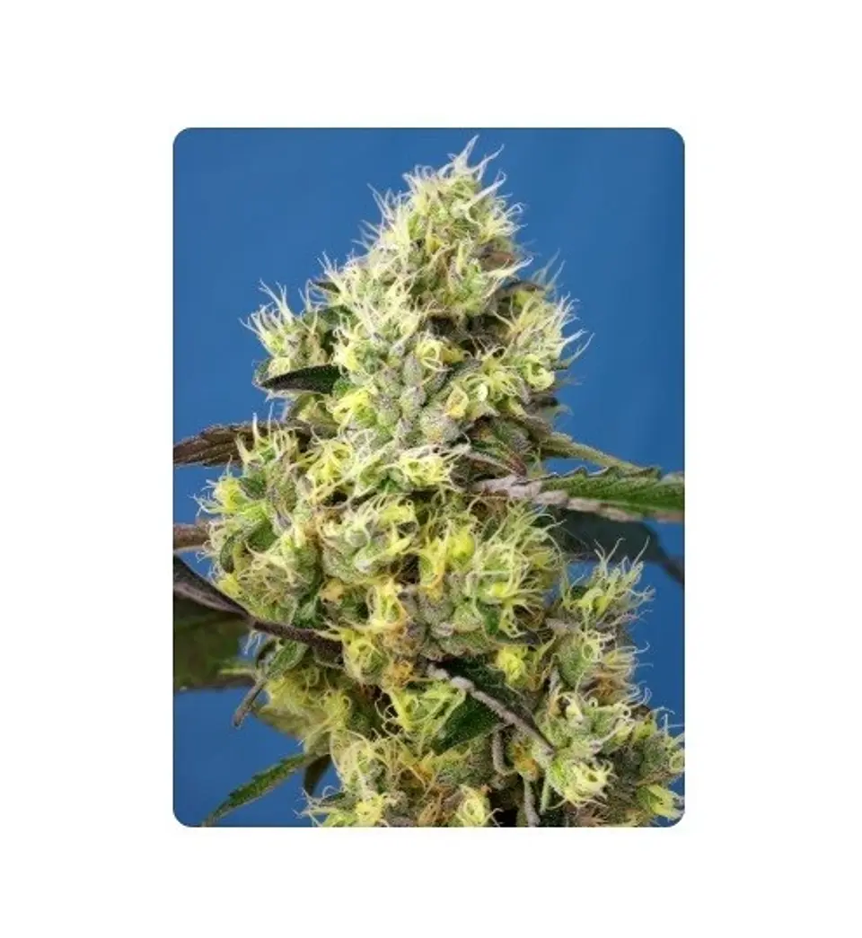 SWEET GELATO AUTO X100-SWEET SEEDS 1