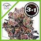 Blueberry Fem X3+1 -Dutch Passion - Miniatura 3