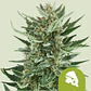 Royal Cheese Auto (X1 / X3 / X10) -Royal Queen Seeds - Miniatura 3