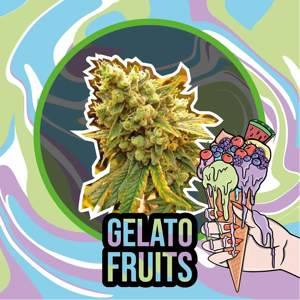 Gelato Fruits Auto (X1 / X2 / X4) -Delirium Seeds 5