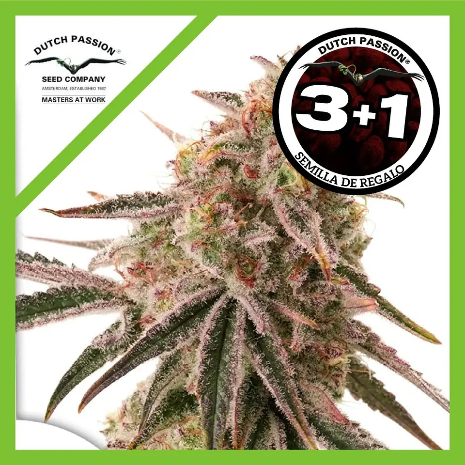 Frozen Biscotti Fem X3+1 -Dutch Passion 3