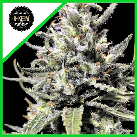 Thunder Auto (X5 / X10) -Rkiem Seeds