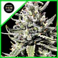 Thunder Auto (X5 / X10) -Rkiem Seeds - Miniatura 2