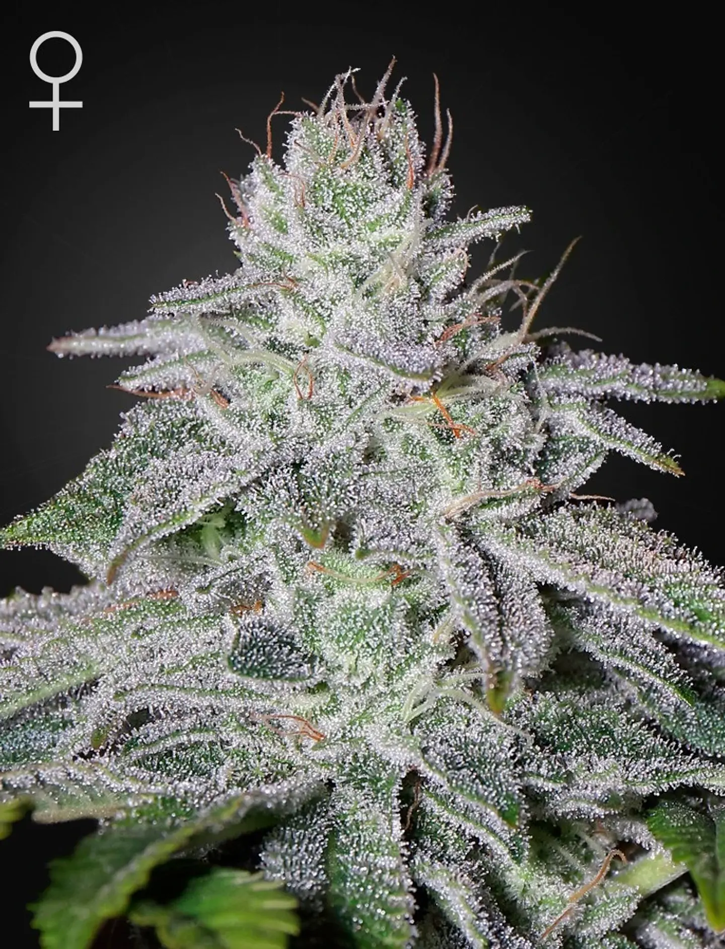 Francos Lemon Cheese Fem X3 -Green House 1