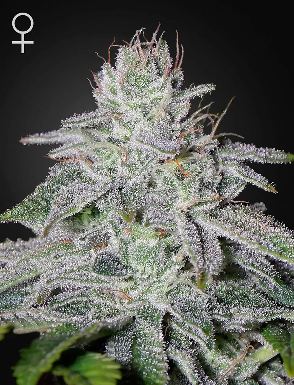 Francos Lemon Cheese Fem X3 -Green House 1