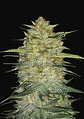 Original Og Kush Auto -Fast Buds (X3/X1) - Miniatura 1