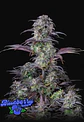Original Blueberry Auto (X1/X3+2)-Fast Buds - Miniatura 3
