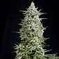 Magnum Auto -Buddha Seeds (X50/X3+1) - Miniatura 2