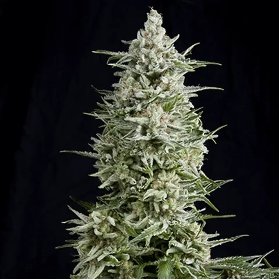Magnum Auto -Buddha Seeds (X50/X3+1) 2