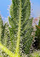 Runtz Xl Auto -Sweet Seeds (X5+2/X3+1) - Miniatura 2