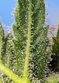 Runtz Xl Auto -Sweet Seeds (X5+2/X3+1) - Miniatura 4