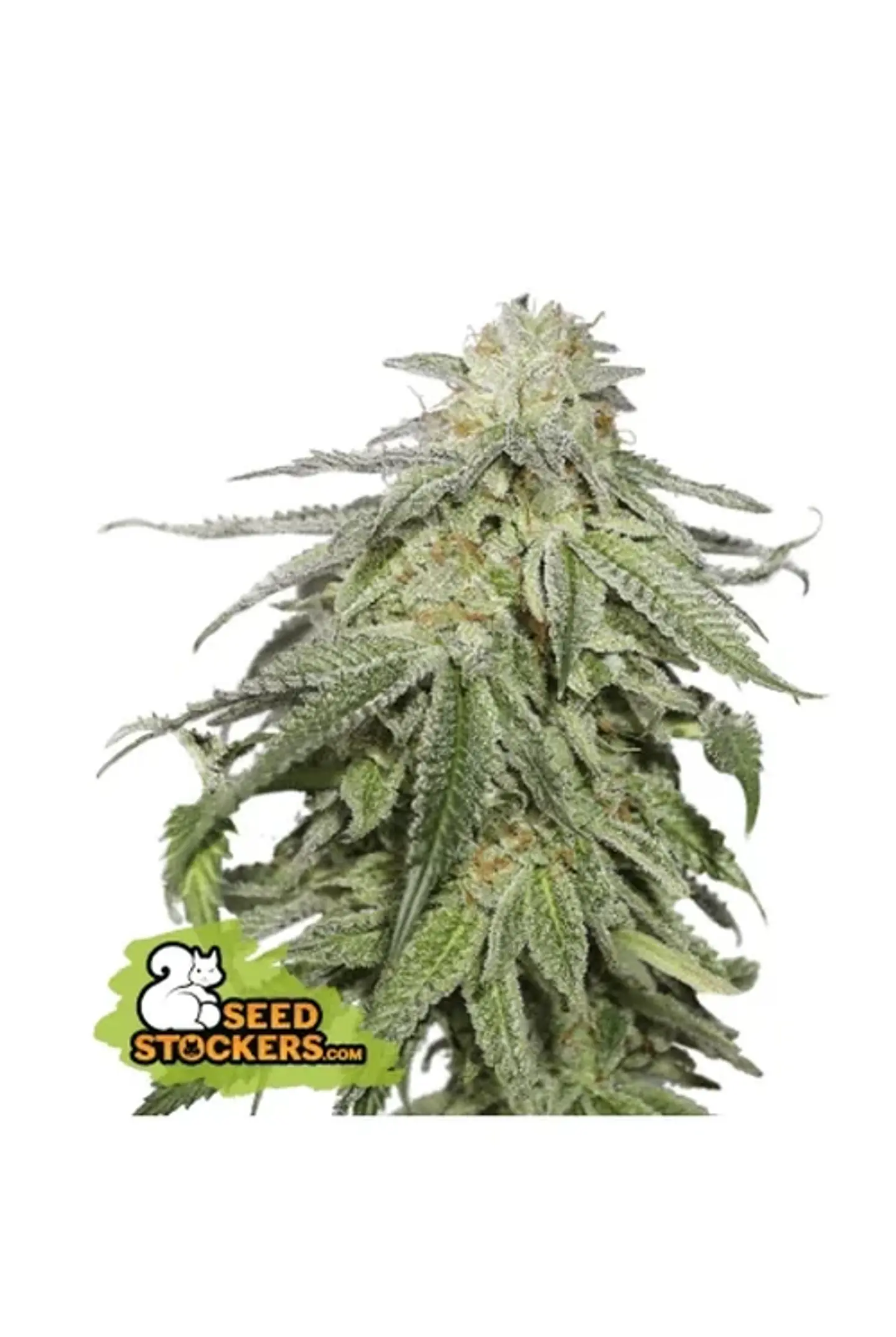 Cookies And Cream Auto X3-Seedstockers 1