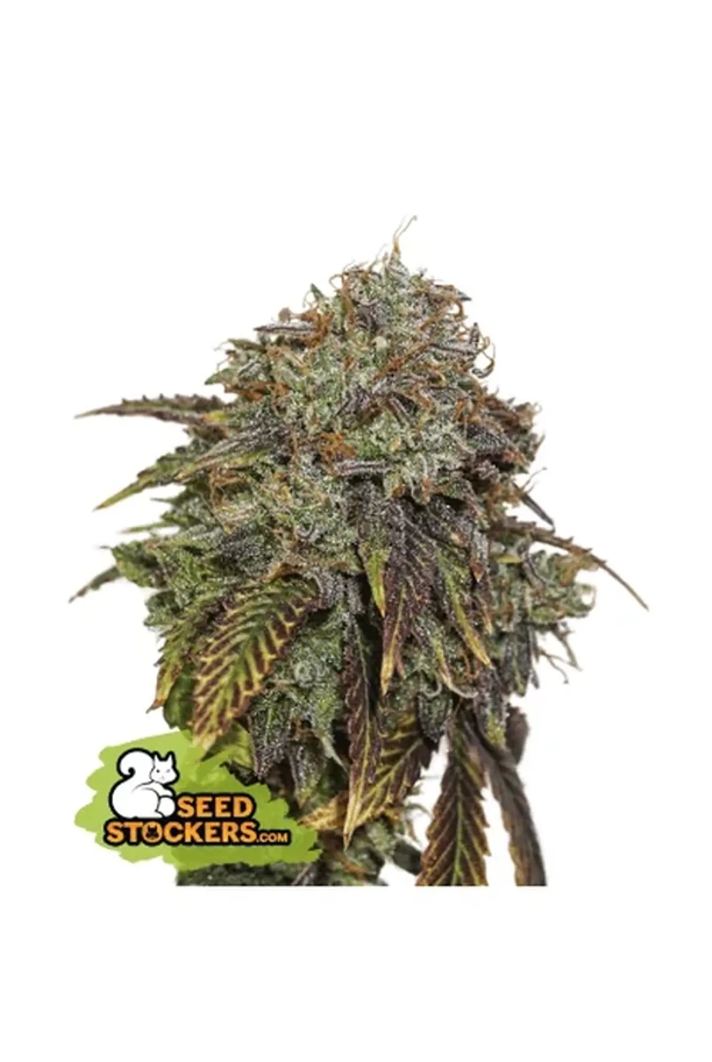 Gelato 41 Auto X3 Seedstockers 1