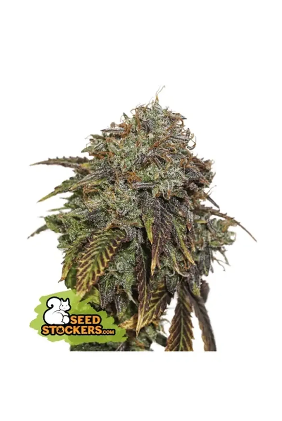 Gelato 41 Auto X3 Seedstockers 1