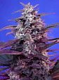 Bloody Skunk Red Family  Auto® X3+1-Sweet Seeds - Miniatura 2