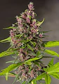 Bloody Skunk Red Family  Auto® X3+1-Sweet Seeds - Miniatura 3