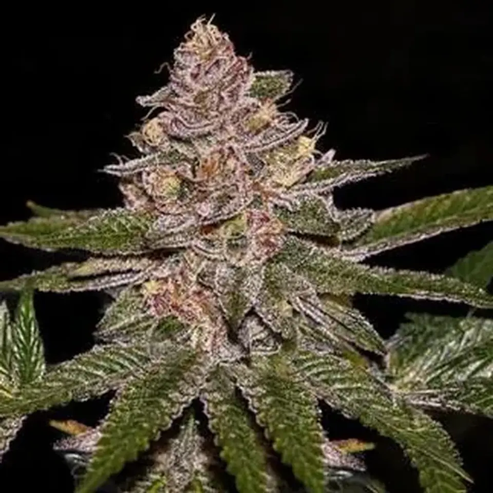 Radical Juice Fem X3-Ripper Seeds 1