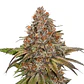 Blackberry Gum Auto -Seedstockers (X3) - Miniatura 1