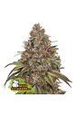 Blackberry Gum Auto -Seedstockers (X3) - Miniatura 2