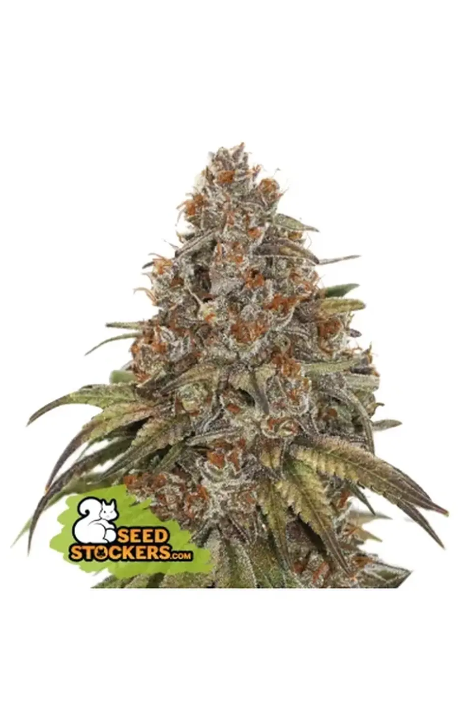 Blackberry Gum Auto -Seedstockers (X3) 2