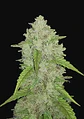 Original Amnesia Haze Auto -Fast Buds (X3/X1) - Miniatura 1