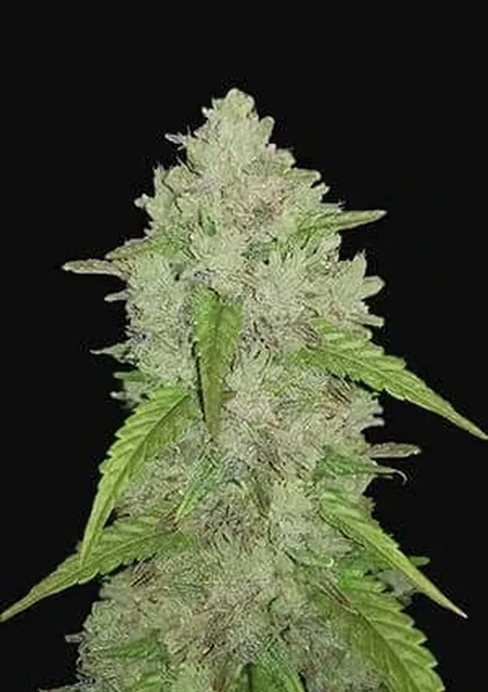 Original Amnesia Haze Auto -Fast Buds (X3/X1) 1