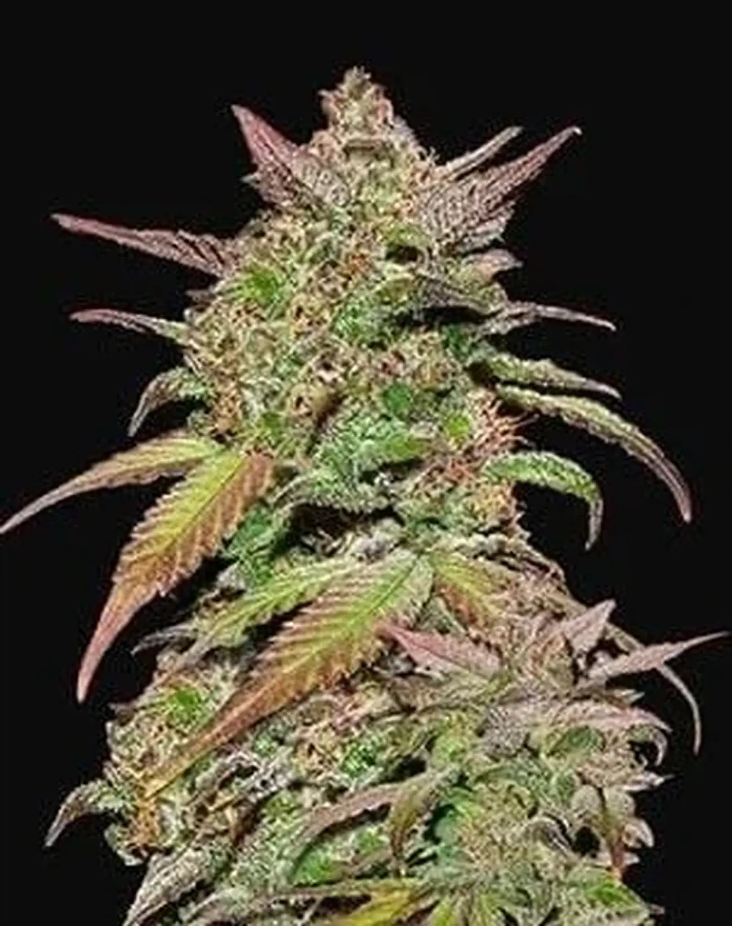Smoothie Auto -Fast Buds (X3/X1) 1