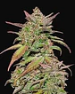 Smoothie Auto -Fast Buds (X3/X1) - Miniatura 1
