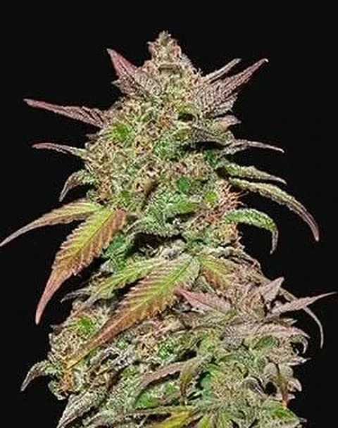 Smoothie Auto -Fast Buds (X3/X1)