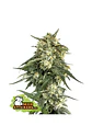 Bcn Critical Xxl Fast Fem X3-Seedstockers - Miniatura 1