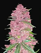 Purple Lemonade Auto -Fast Buds (X3/X1) - Miniatura 1