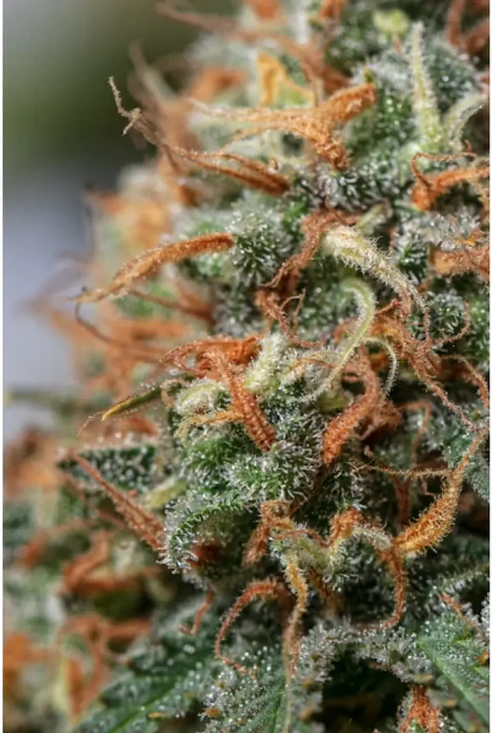 Moby Dick Fem X3-Seedstockers 2