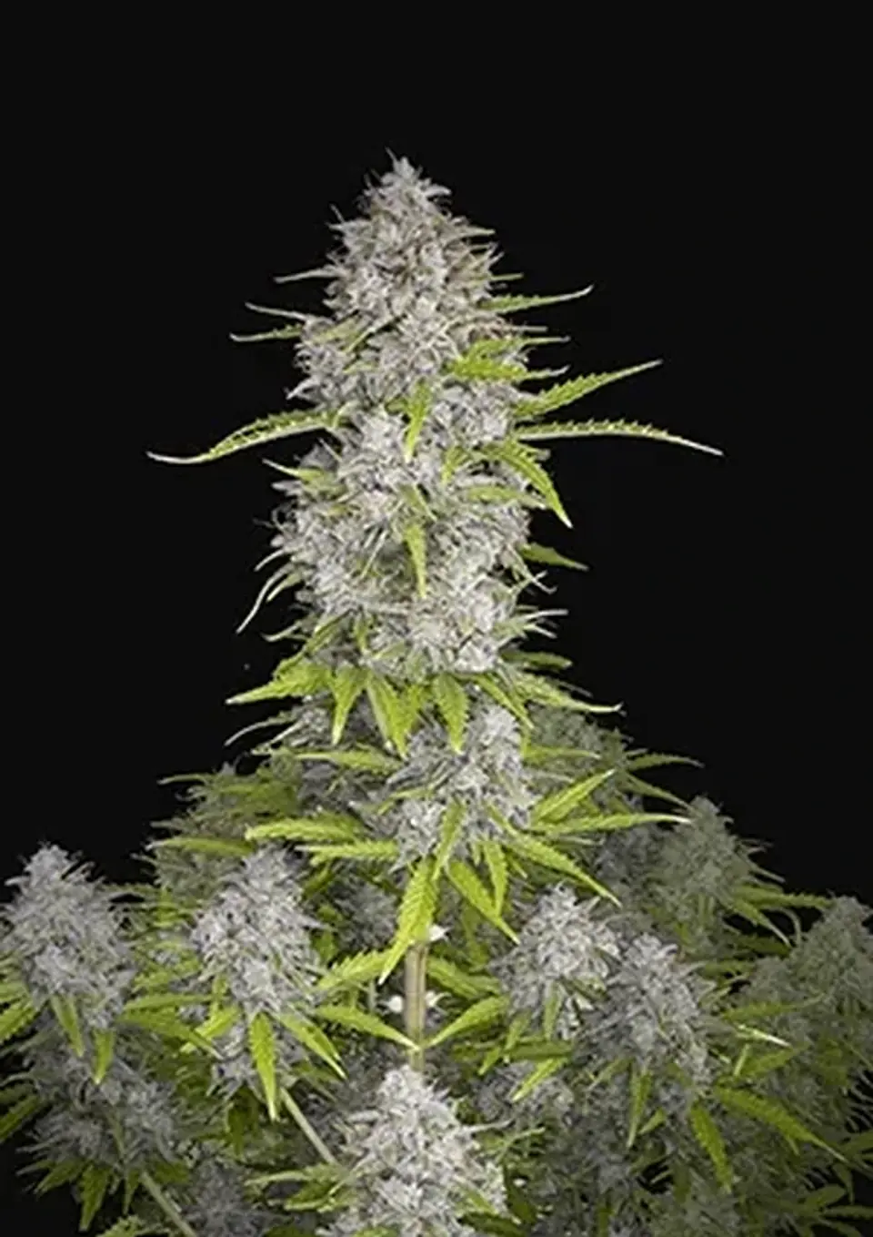 Orange Sherbet Auto -Fast Buds (X3/X1) 1
