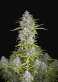 Orange Sherbet Auto -Fast Buds (X3/X1) - Miniatura 2