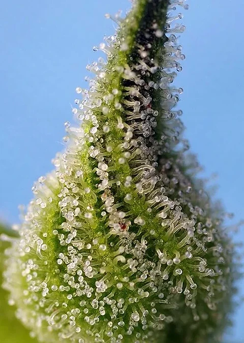 Bruce Banner Auto® -Sweet Seeds (X25/X5+2/X3+1)